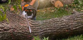 Reliable Shannondale, WV Tree Care Solutions