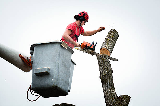 Leaf Removal in Shannondale, WV
