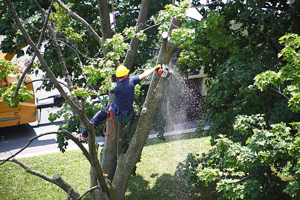 Tree and Shrub Care in Shannondale, WV